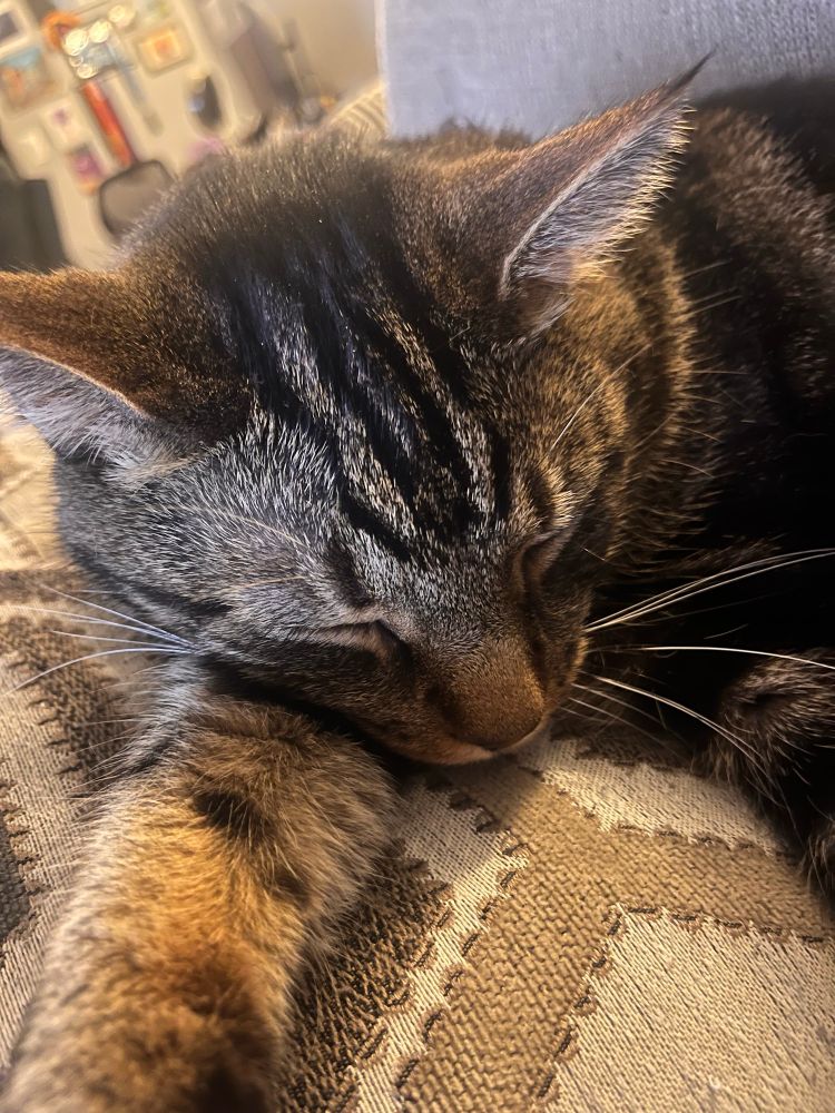 Cat laying on pillow, sleeping