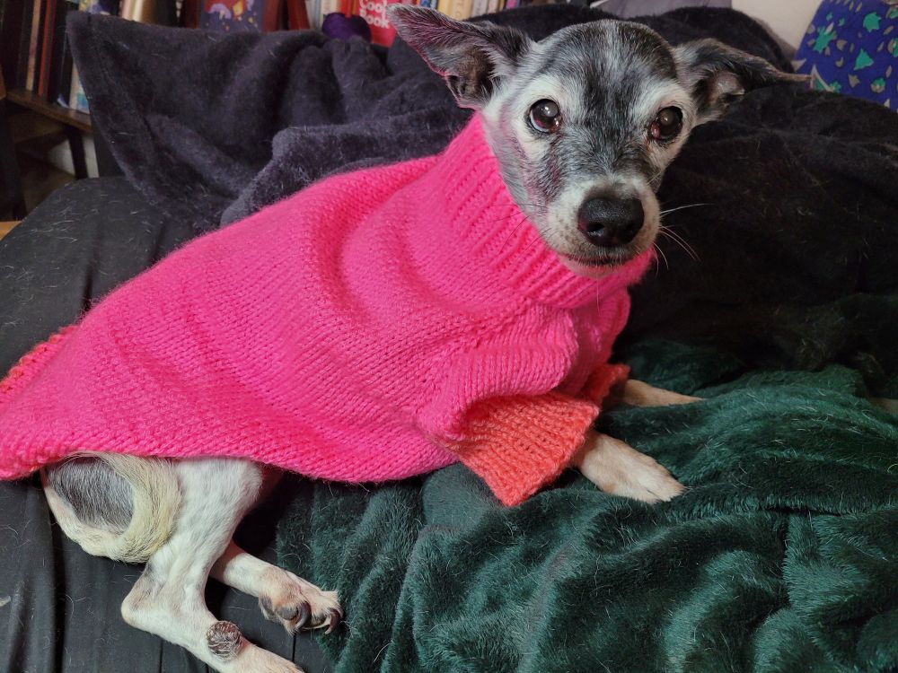 An old black and white dog in a handmade pink and orange knitted sweater perches on a pillow swathed in a green blanket. She is Bean, an 18 year old rat terrier. 