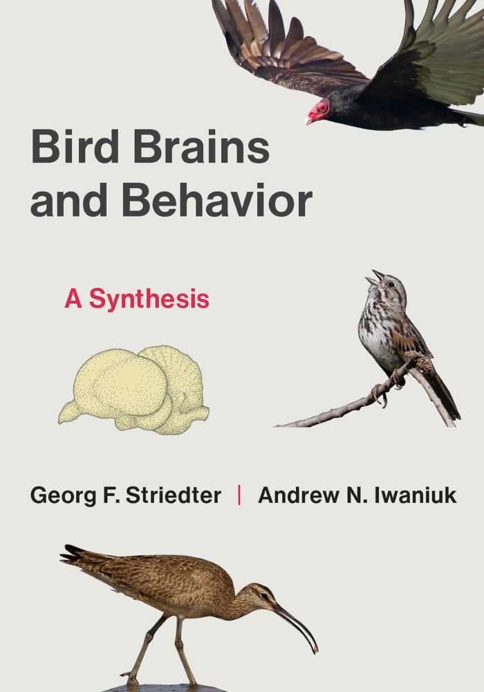 A book cover entitled: Bird Brains and Behavior: A Synthesis by authors Georg F. Striedter and Andrew N. Iwaniuk. It features photos of a turkey vulture, song sparrow, and whimbrel, as well as a drawing of an albatross brain.