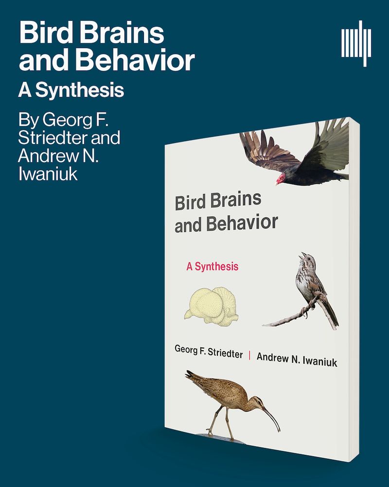 A flyer for the book Bird Brains and Behavior: A Synthesis, written by Georg F. Striedter and Andrew N. Iwaniuk and published by MIT Press.
