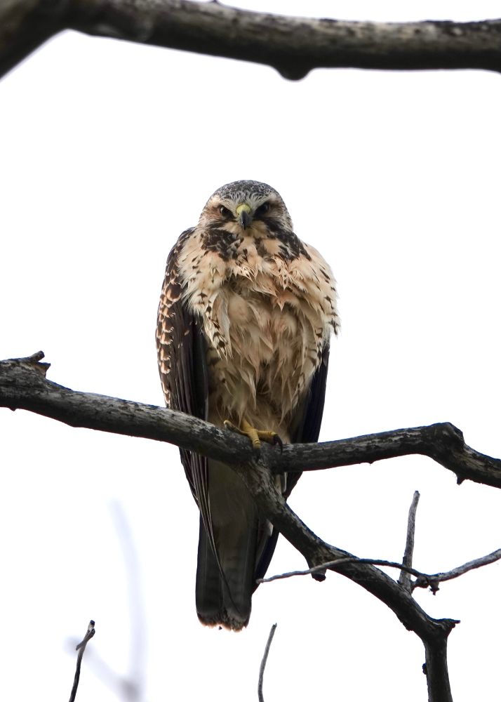 A hawk with a cream coloured chest, dark brown wings and tail, and a yellow cere is starting malevolently at me from its perch, a bare branch on a mostly dead poplar tree.