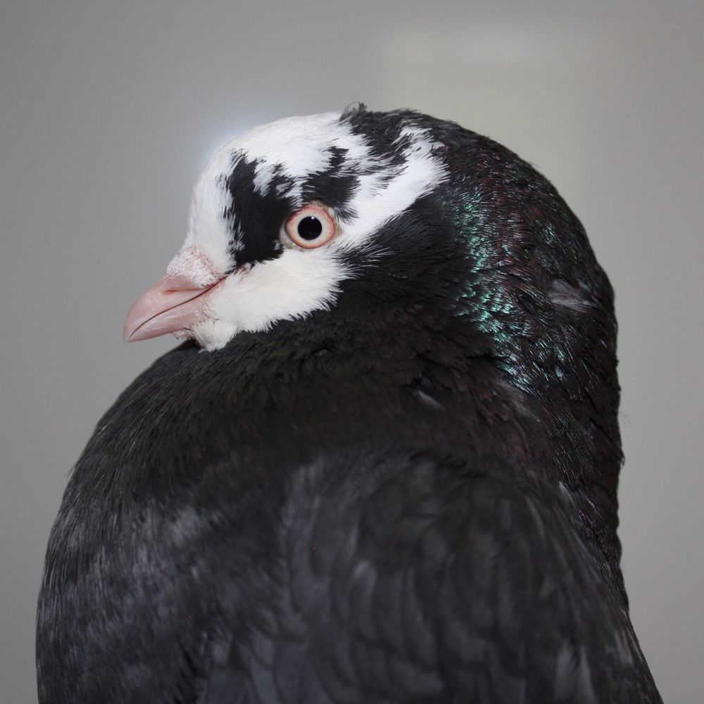 A profile of the head of a black and white show pigeon. This is specifically an American show roller with a pink bill, mostly white face and a glossy black head, neck and chest.