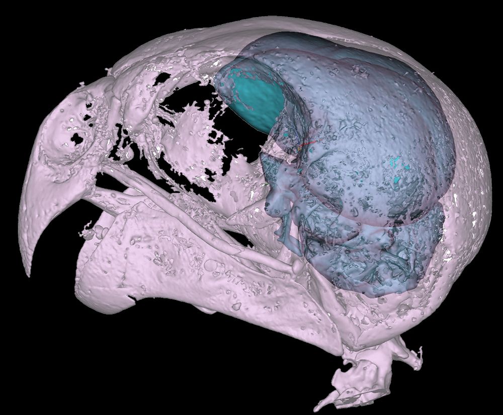 A 3D reconstruction of the skull of a night parrot. The braincase is semitransparent, showing the reconstructed brain in a slightly darker colour.