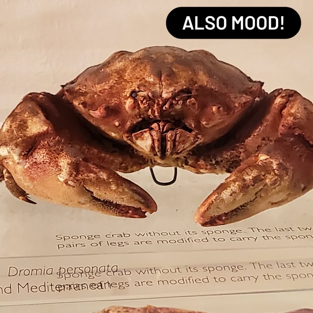 An taxidermy sponge crab with the caption 'also mood'