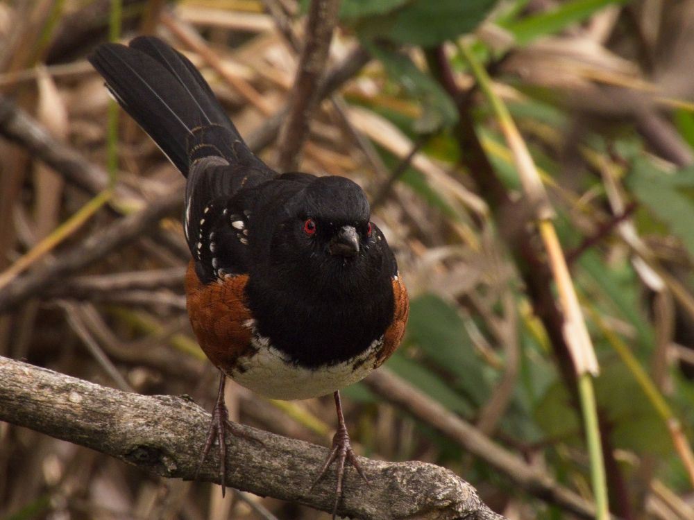 Spotted Towhee