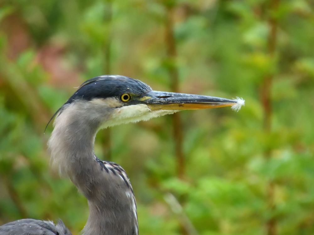 Great-blue Heron 