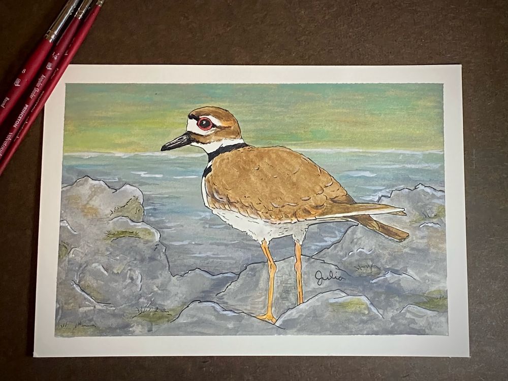 Killdeer in watercolor and ink 