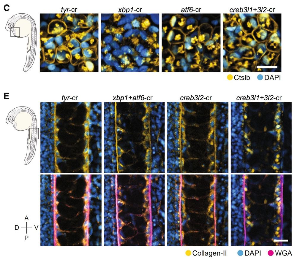 Notochord and hatching gland cargoes are not correctly secreted after unfolded protein response transcription factors are removed.