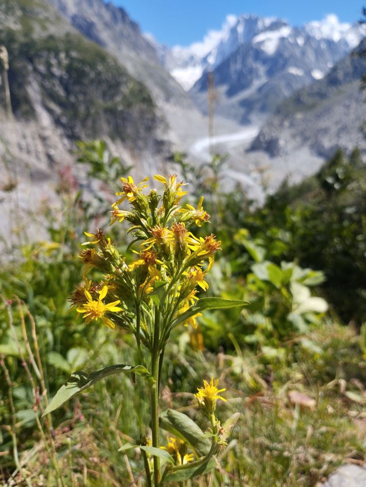 Un solidage (nombreuses fleurs jaunes) devant la mer de glace).