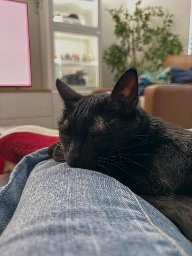 A black cat, looking very sleepy, rests his head and front paws on a human's jeans-clad legs.
