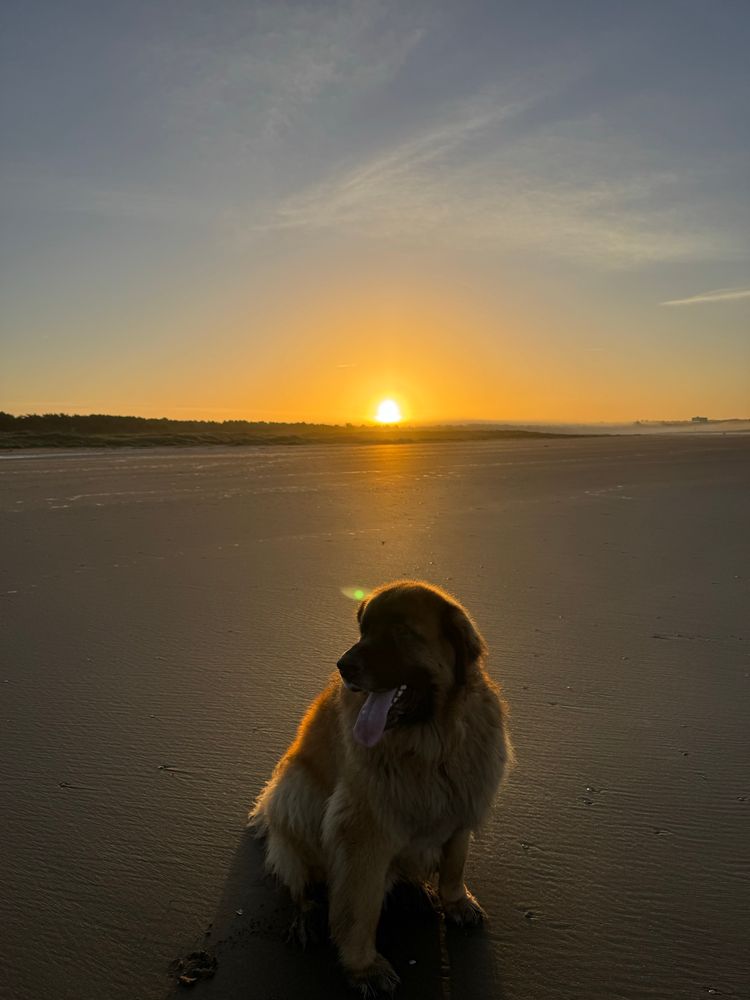 Mon grand chien est assis sur le sable. On le voit peu parce que derrière lui le soleil se lève 