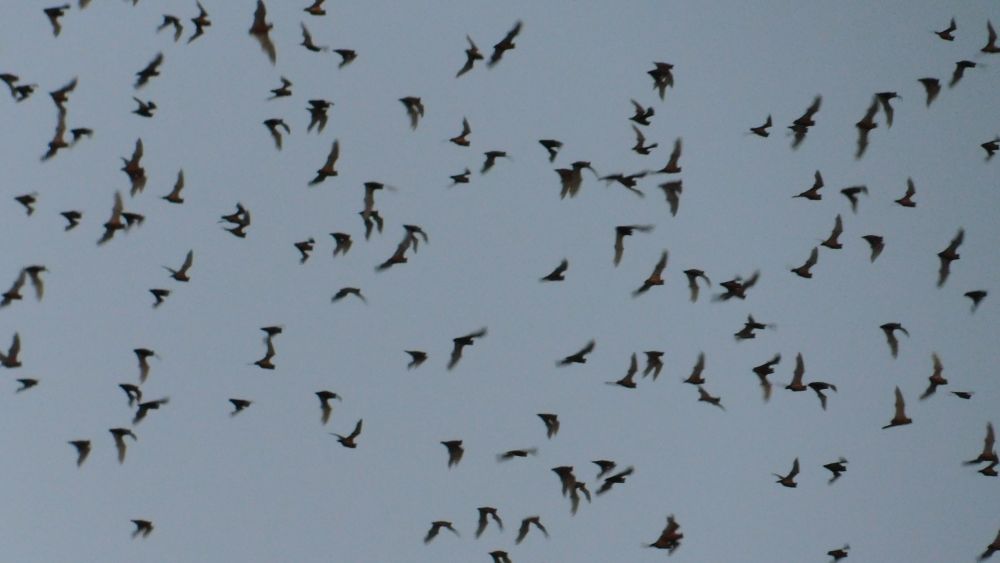 close up of bats flying