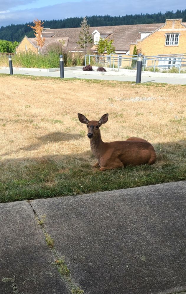 Doe a deer, a female deer