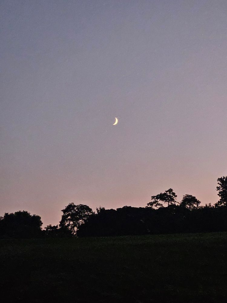 The crescent moon against a lightly purpley blue gradient to pink sky, above a black tree line. 