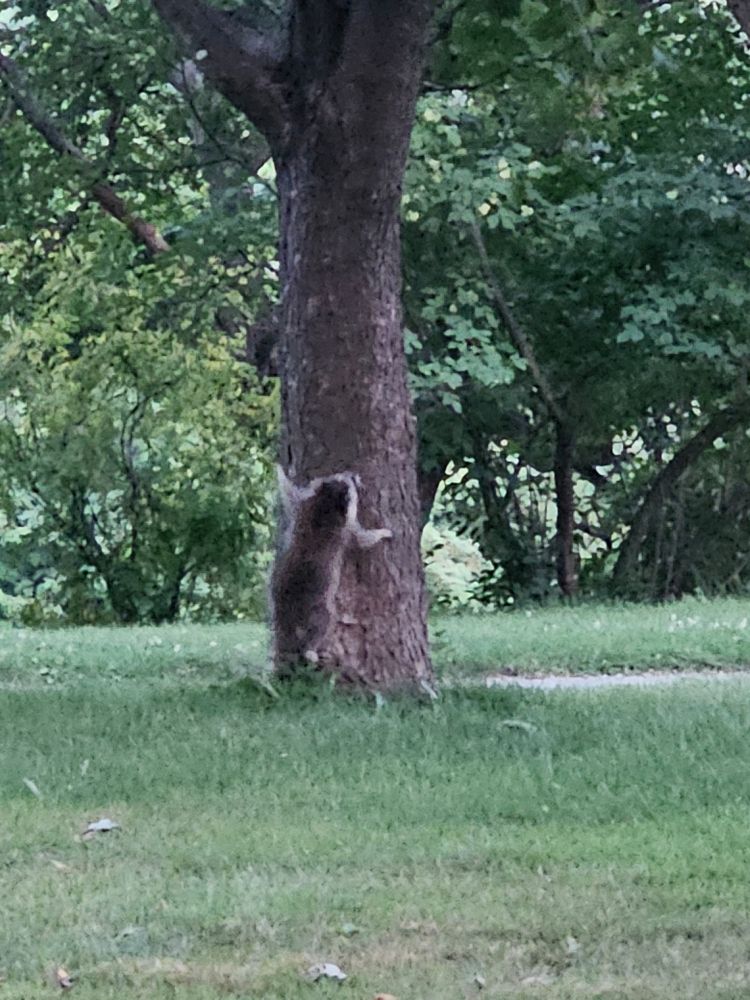 A fat raccoon climbing a thick tree trunk. 