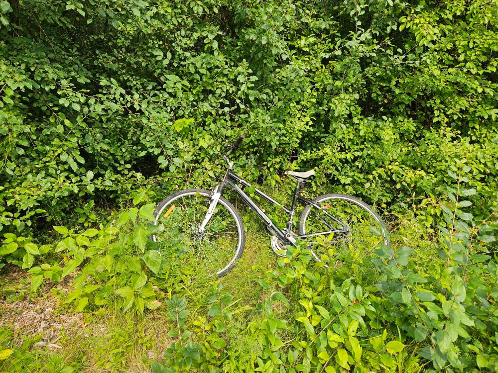 A bike in some bushes.