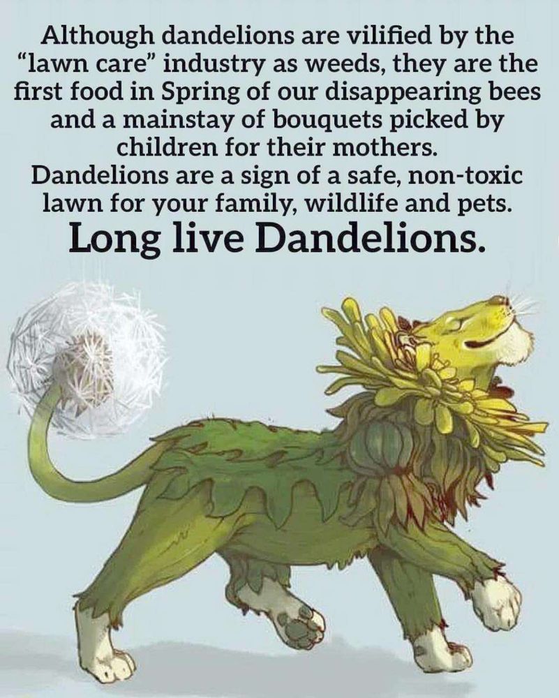 An illustration of a lion with a dandelion mane and tail, accompanied by text advocating for the benefits of dandelions to bees, wildlife, and lawns.