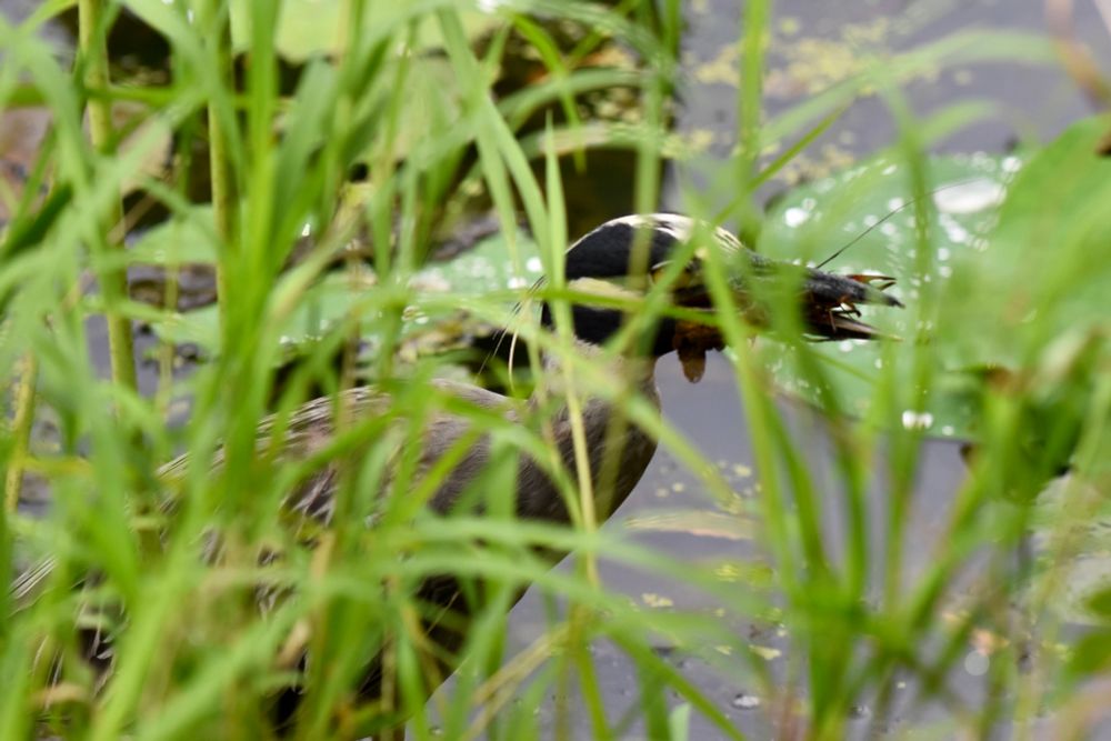 viewed through long green grass, a yellow-crowned night heron, a bird with a grey body, a long neck, and a black head with white on the top of its head and a white stripe under its large orange eyes, holds a crawfish in its long black beak