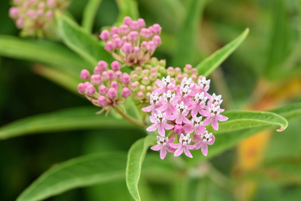 a close up of bunches of swamp milkweed flowers, some in bloom and some simply buds
