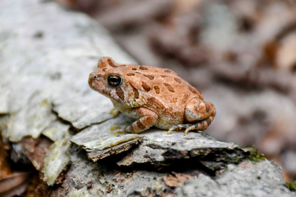 A tan and brown Fowler's toad on a grey log.