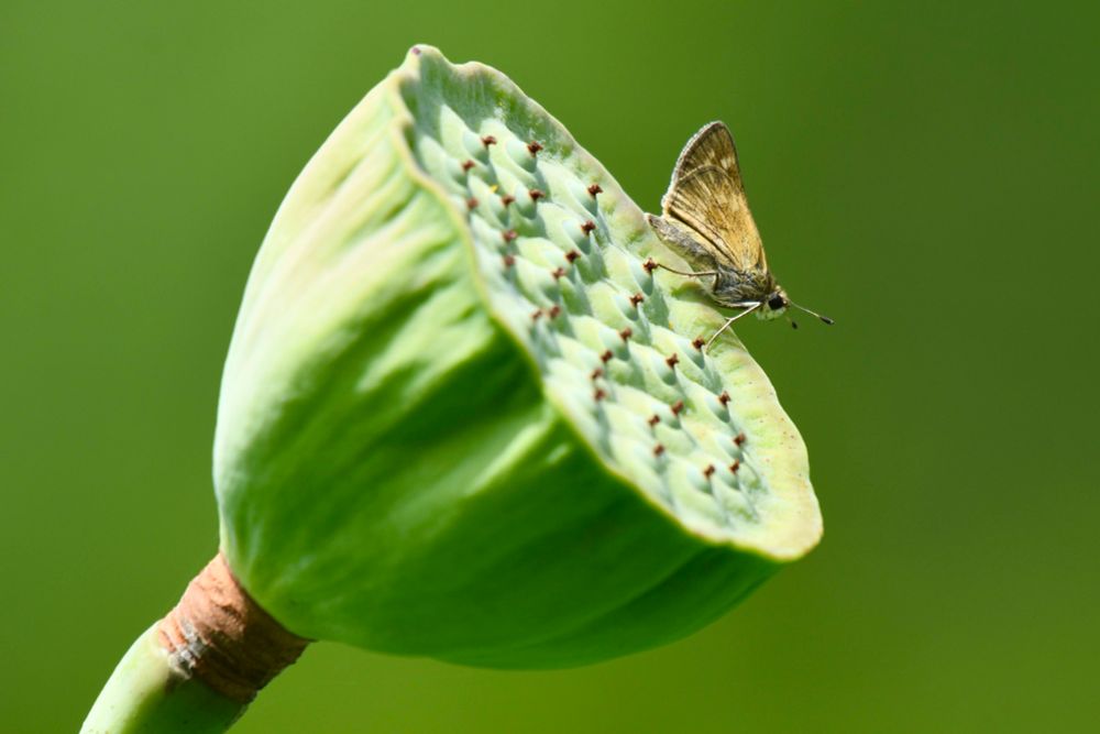 A Huron sachem, a small brown and tan butterfly, atop a green lotus pod.