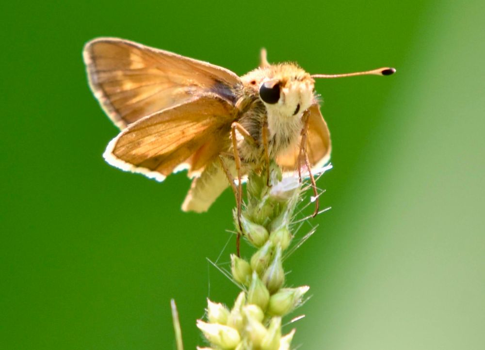 A Huron sachem, a small brown and tan butterfly, atop purple loosestrife buds.