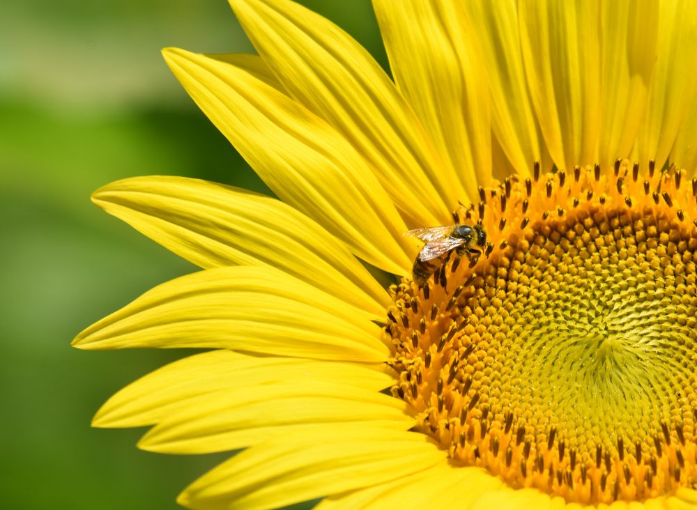 a photograph of a large sunflower bloom, with a honey bee gathering pollen from the center 🐝🌻