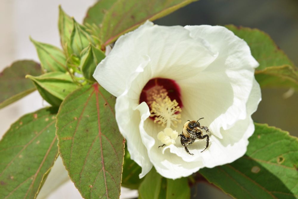 a common eastern bumble bee, absolutely covered in pollen granules, rests at the opening of a swamp rose mallow hibiscus flower