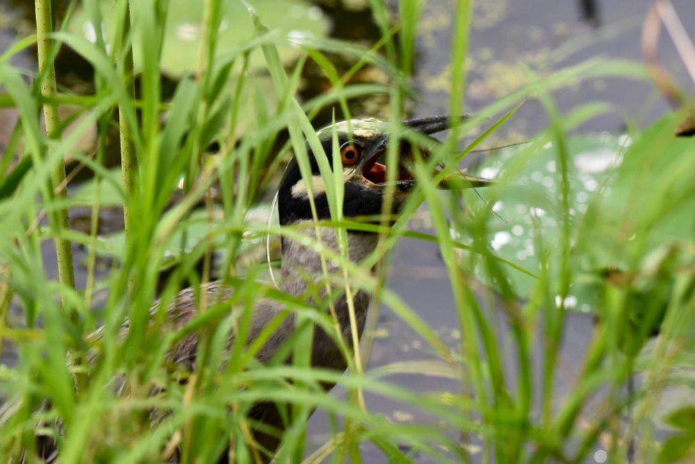 viewed through long green grass, a yellow-crowned night heron, a bird with a grey body, a long neck, and a black head with white on the top of its head and a white stripe under its large orange eyes, swallows a crawfish