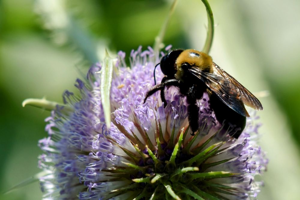 a black and yellow fuzzy bee rests atop a puffy, light-purple thistle bloom. 🐝