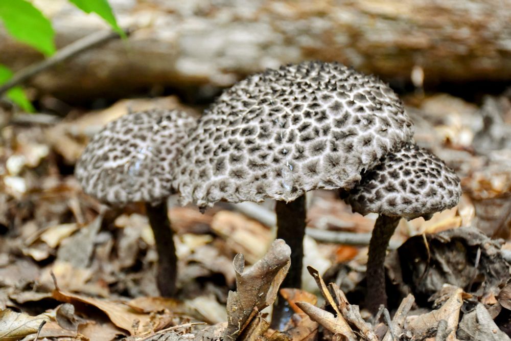 three old man of the woods mushrooms among deciduous forest floor detritus.
