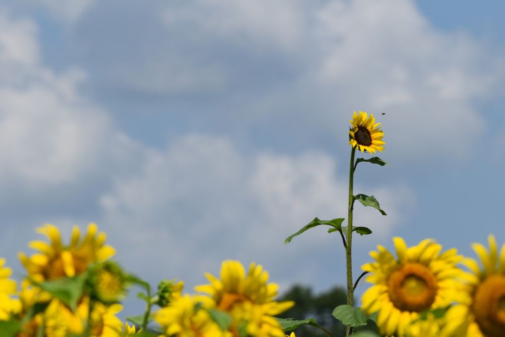 a lone tall sunflower rises over a field of shorter sunflowers. an insect of some kind is just about to land on the flower. the sky in the background is blue with lots of white-grey clouds.