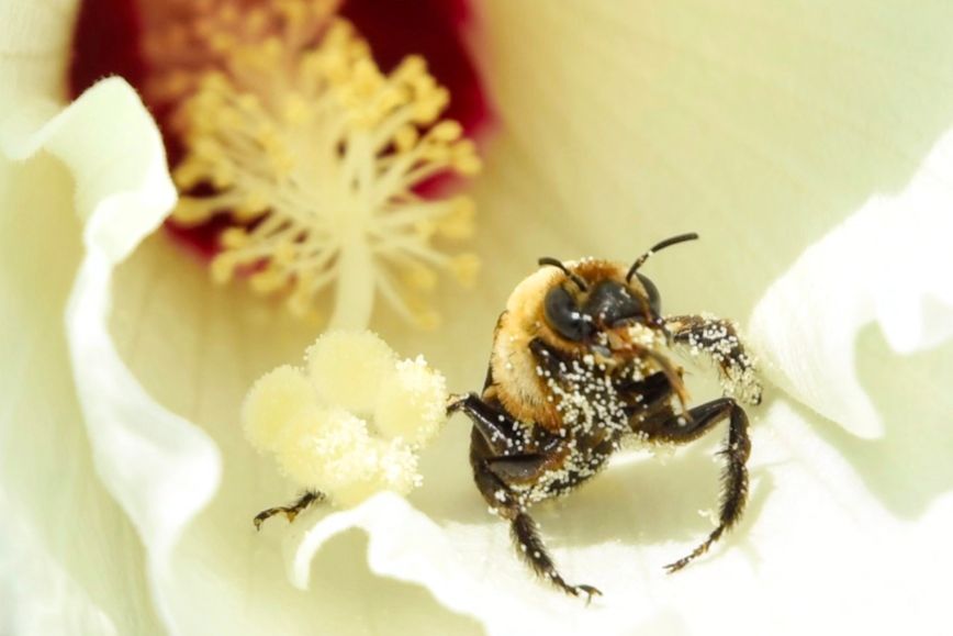 a common eastern bumble bee, absolutely covered in pollen granules, rests at the opening of a swamp rose mallow hibiscus flower and grooms itself 