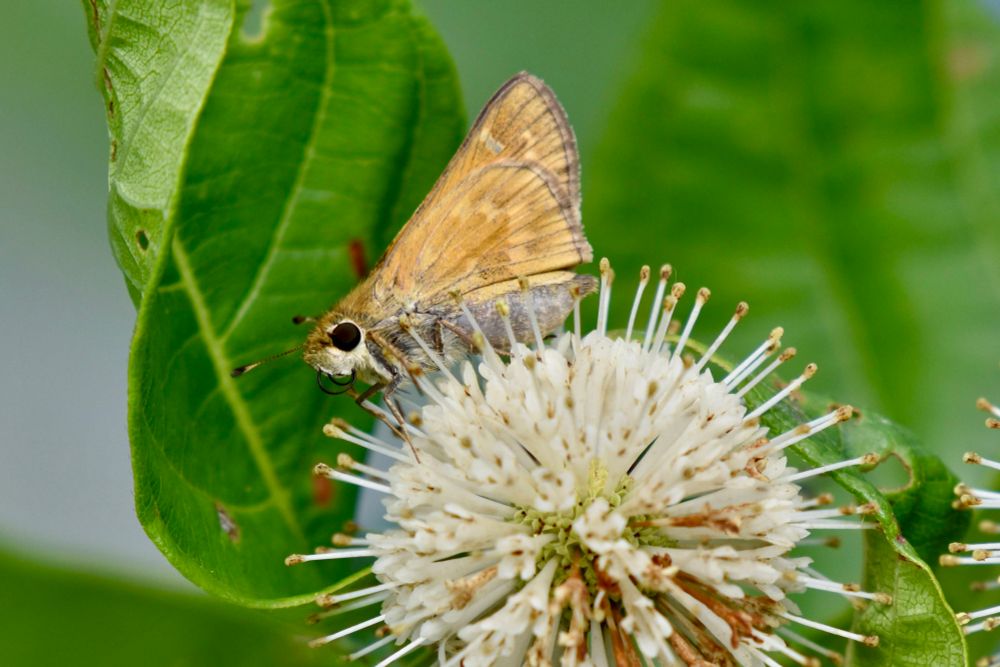 A Huron sachem, a small brown and tan butterfly, atop a buttonbush bloom.