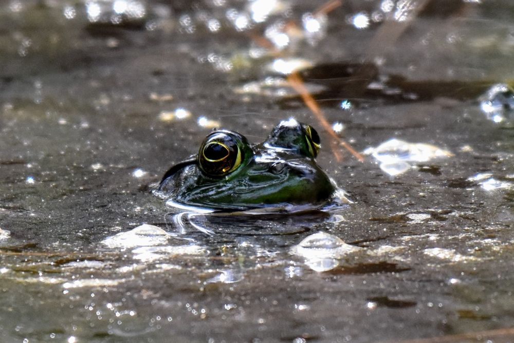 A frog with just its head above water.