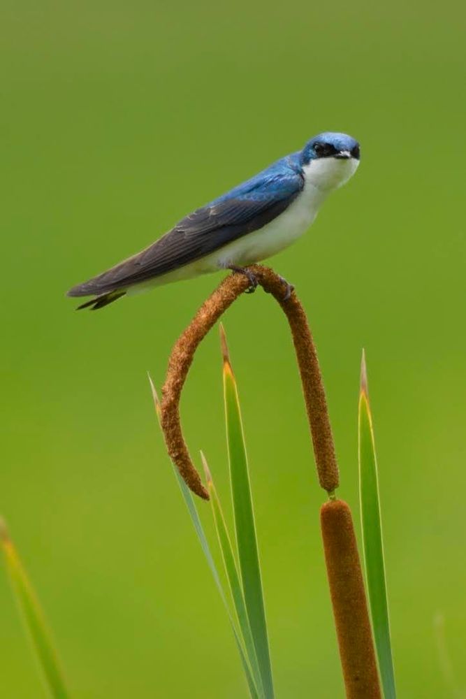 A tree swallow photographed from the side, with its head turned towards the photographer. The swallow sits atop a walking cane-shaped cattail flower. 🐦🪶