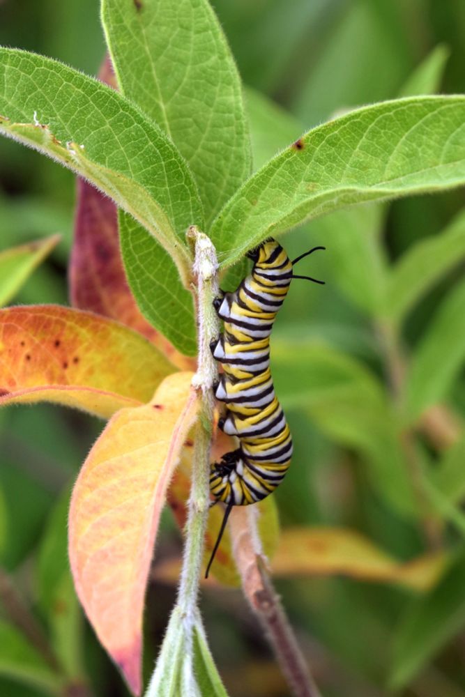 a monarch Butterfly caterpillar perched on the stem of a swamp milkweed plant 🐛