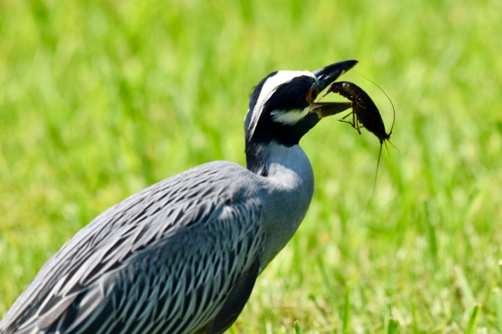 A yellow-crowned night heron, a bird with a grey body, a long neck, and a black head with white on the top of its head and a white stripe under its large orange eyes, tosses a crawfish in the air before swallowing it.