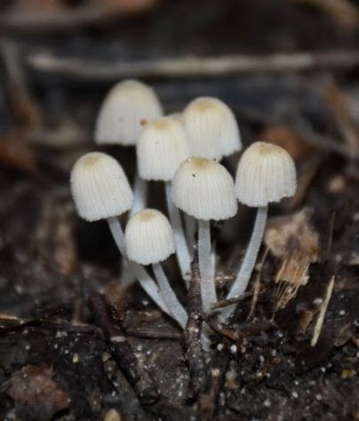 a close-up photograph of a small bunch of seven trooping crumble cap mushrooms growing out of soil and deciduous forest detritus. 🍄