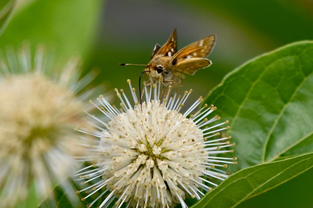 A Huron sachem, a small brown and tan butterfly, atop a buttonbush bloom.