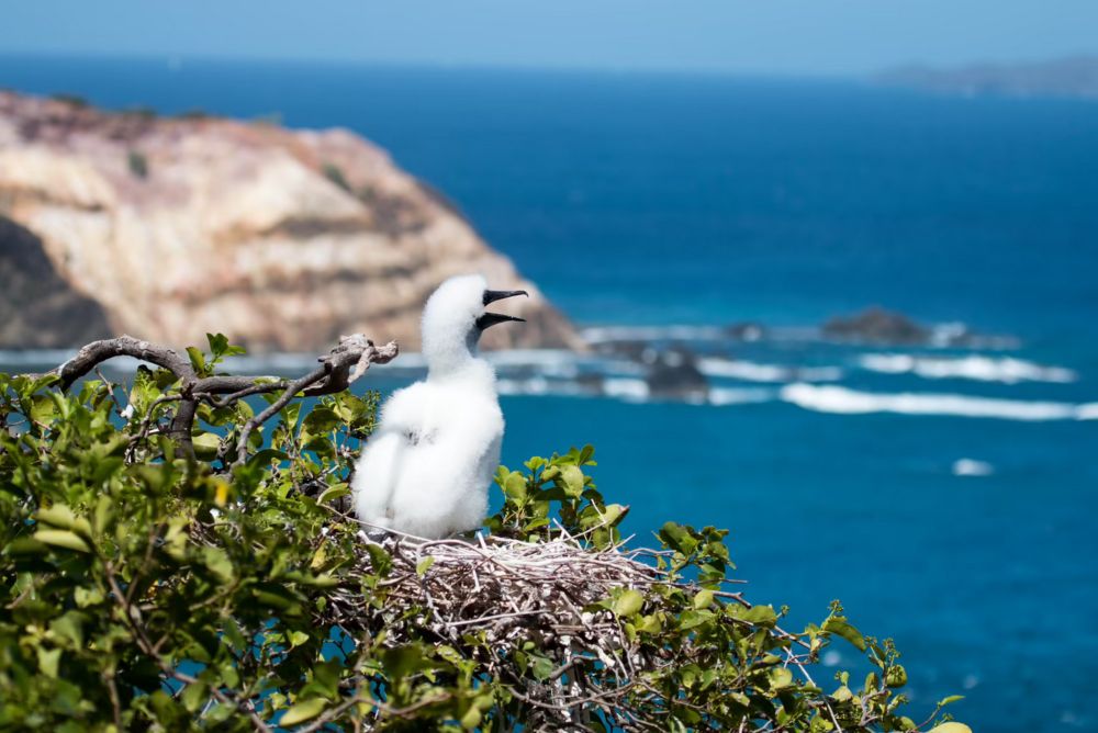 A feathered past, and present: calling out bad birding behaviour | Adrift Lab