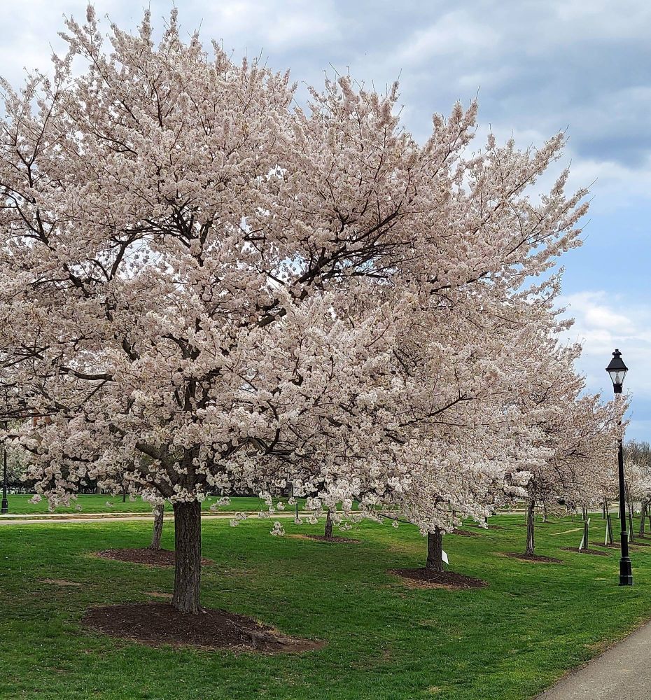 Flowering Sakura Tree