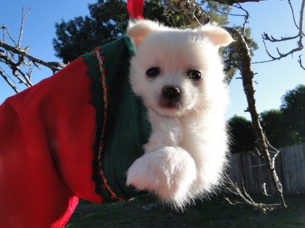 White puppy in a Christmas Stocking hanging on a tree. 