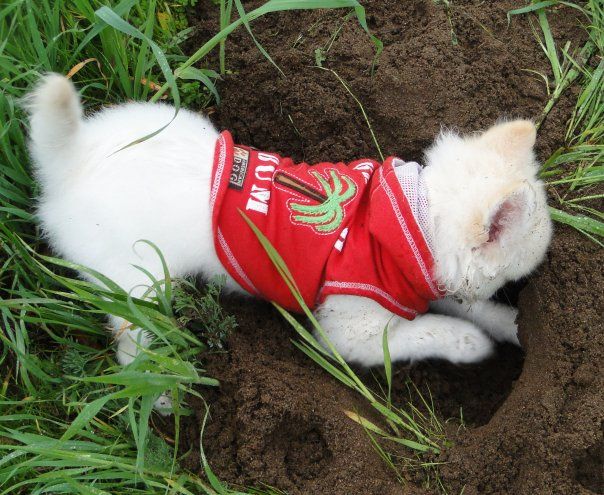 White puppy digging a hole wearing a red hoodie with palm tree and beach bum written on it. 