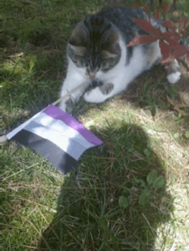 a cat is laying in the grass next to a small flag