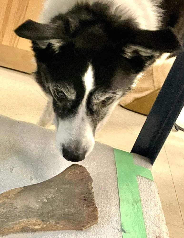 Rex the black and white Border Collie sniffs a Mastodon