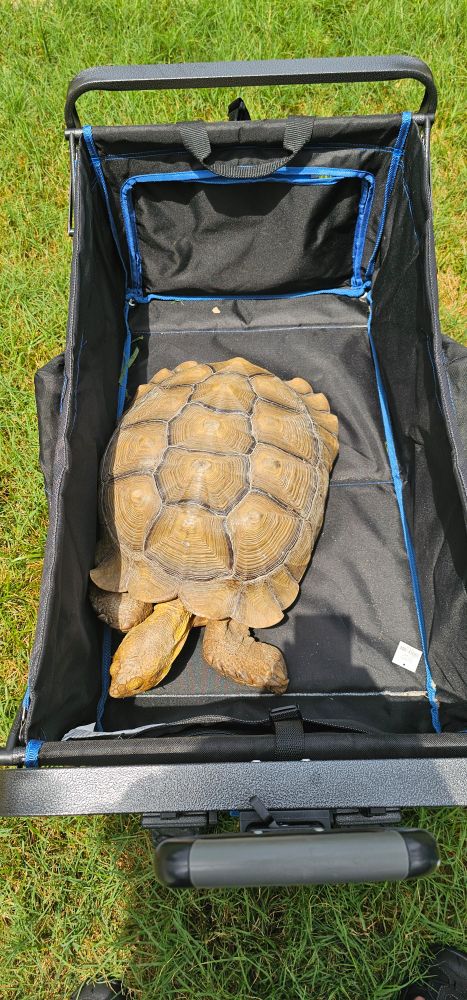 Huge Tortoise 