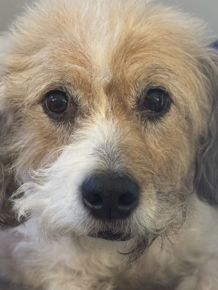 A picture of my dog Roxie.