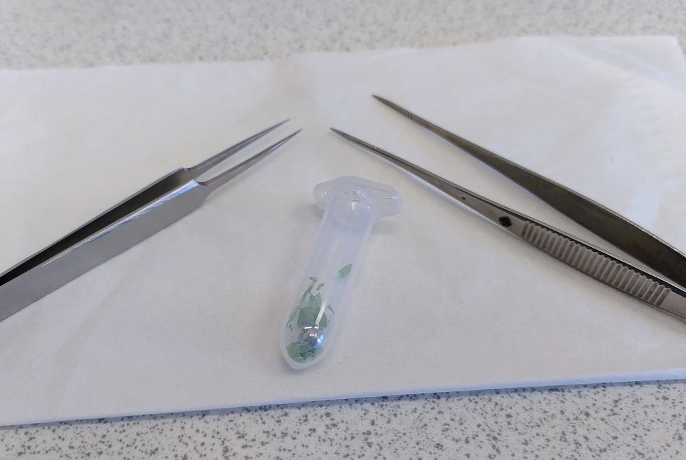A piece of clean tissue paper with two metal tweezers on it. Between the tweezers is a 2 ml reaction tube with a metal bead and freeze dried tobacco leaf pieces in it.
