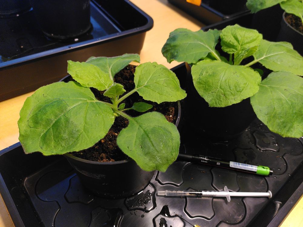 Nicotiana benthamiana plants in flower pots on a black tray. A syringe and a pen are next to the pots on the tray. Where liquid has been injected into the leaves, it is visible as darker spots on the green leaves.